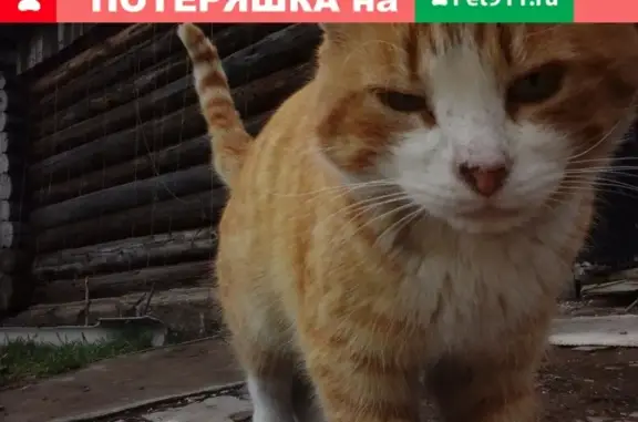 Кошки потеряшки, Ува, фото: Потеряшка кот на улице Советской, вознаграждение 5 тысяч.