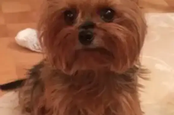 Собаки потеряшки, Пчёвжинское, фото: Потеряшка собака в деревне Горчаково, Киришский район, Ленобласть