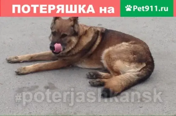 Найдена собака в Первомайском районе, ищем хозяина