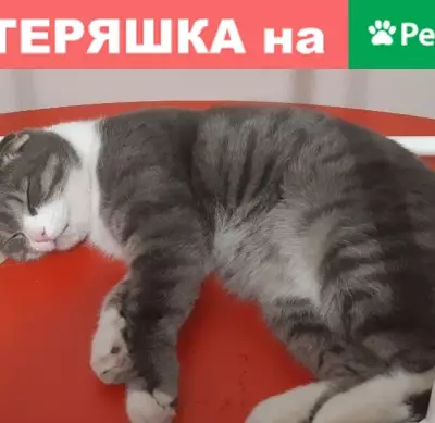 Пропала кошка, Ботанический бульвар 15, Красноярск