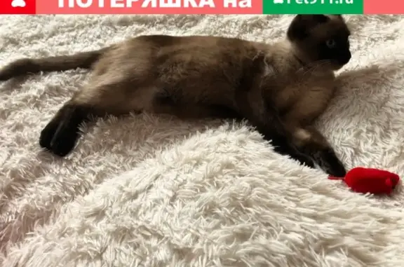 Пропала домашняя кошка Сима в Куйбышеве