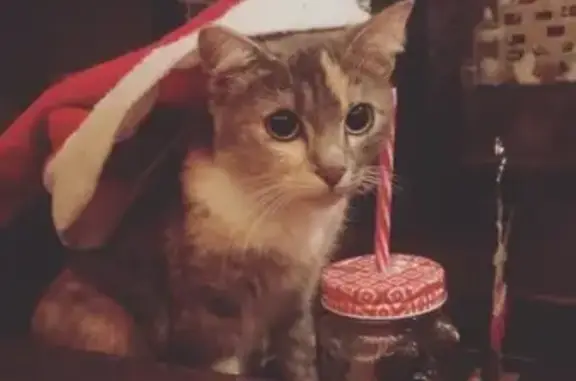 Кошки потеряшки, Новосибирск, фото: Потеряшка кошка в районе Семьи Шамшиных, 4.