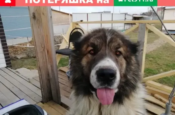 Пропала собака Барон в дер. Родионцево, Вологда.