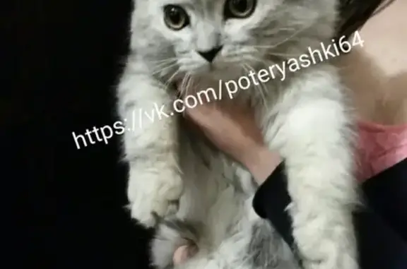 Найдена кошка в районе 17 поликлиники, Саратов
