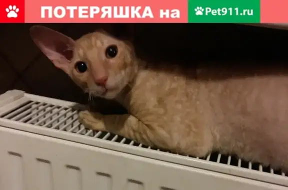 Пропал кот ПИР в поселке Ушаково, Мурманск.
