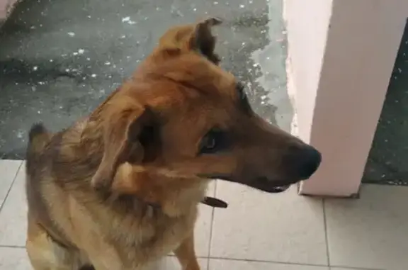Собака с ошейником найдена в Москве