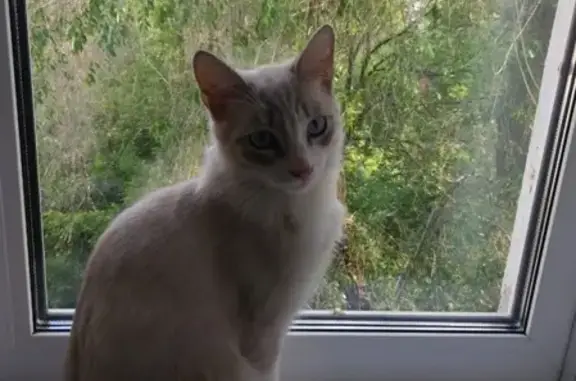 Найден кот в Самаре с голубыми глазами
