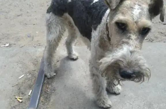 Потерян пёс в районе телецентра, Чита