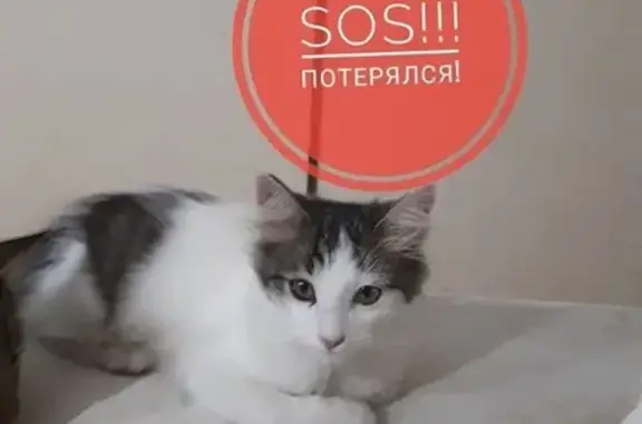 Пропала кошка в Лениногорске