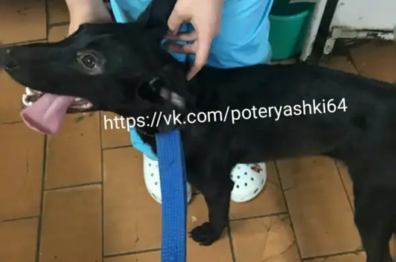 Найдена собака в Саратове на пересечении Слонова и Астраханской