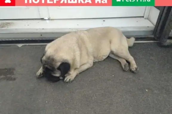 Найден мопс в Астрахани, район Кировского рынка