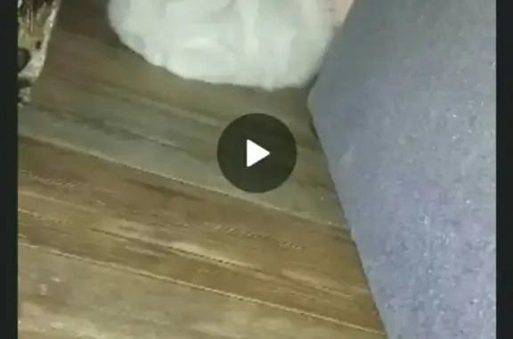 Кошки потеряшки, Тольятти, фото: Потеряшка кошка Кокос на Московском 57, Тольятти