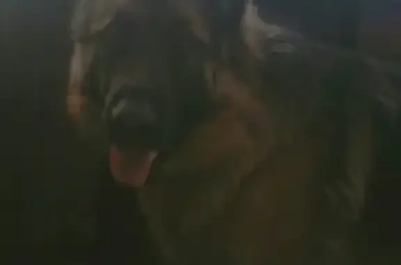 Собаки потеряшки, Нижний Новгород, фото: Потеряшка собака Ада в Сортировке, Нижний Новгород