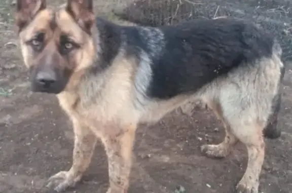 Найдена собака в Йошкар-Оле, ищем хозяина