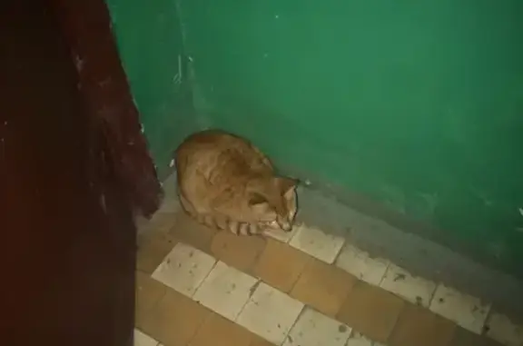 Найден кот на ул. Красноармейская, Владимир.