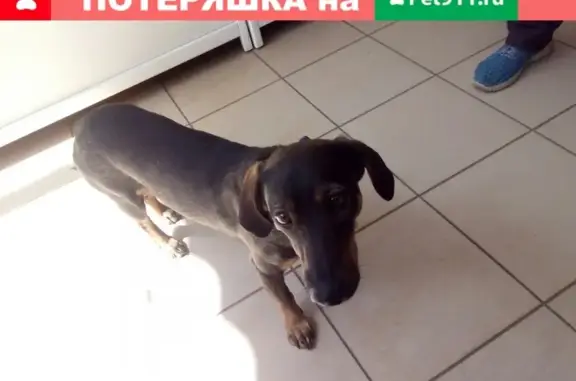 Найден пес в Ново-Ленино, Иркутск