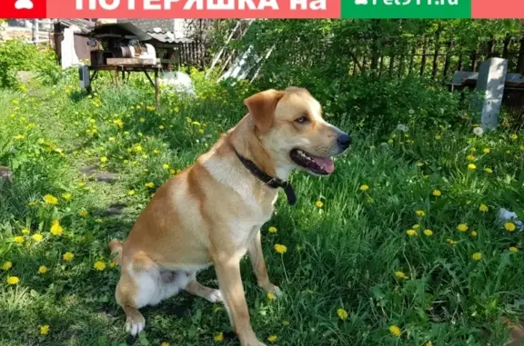 Пропала собака на ул. Серединка в Лебедянском районе