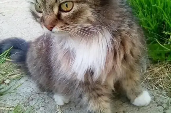 Пропала кошка Муся в Малоярославце