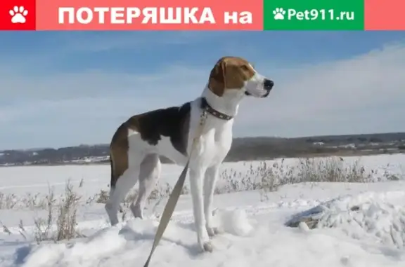 Пропала собака в деревне Верх-Юсьва, Пермский край
