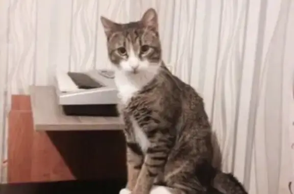 Кошки потеряшки, Набережные Челны, фото: Потеряшка кошка Вася в Набережных Челнах