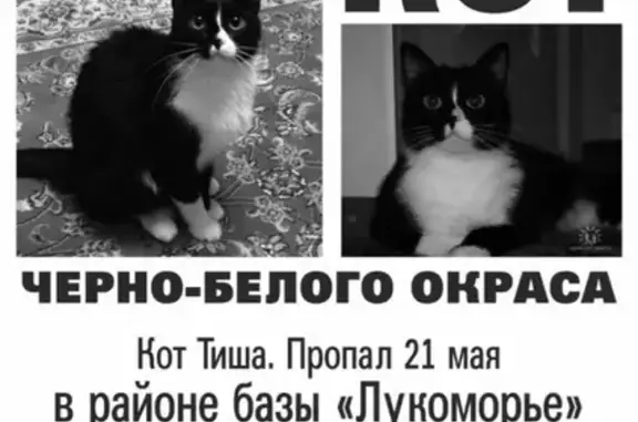Пропал кот в районе Лукоморья, Нижнекамск.