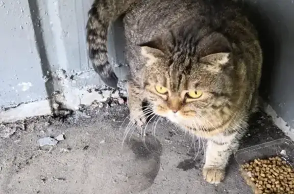 Найдена кошка на Ясном проезде 14 с ошейником