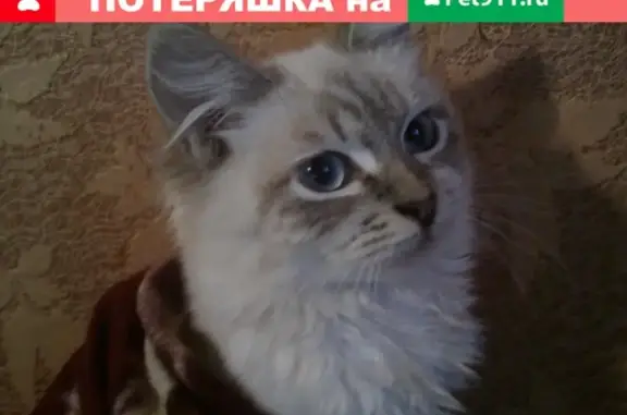 Пропала кошка, Володарский рн. Брянск