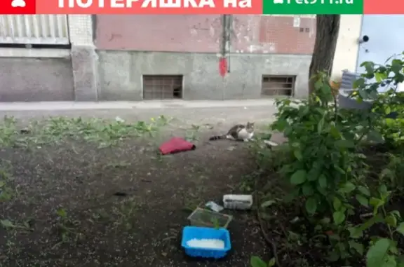 Найдена кошка на пр. Ударников, СПб