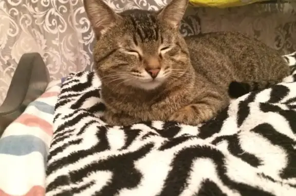 Потерянные животные Ижевск, фото: Пропала кошка в Ижевске на улице Михаила Петрова