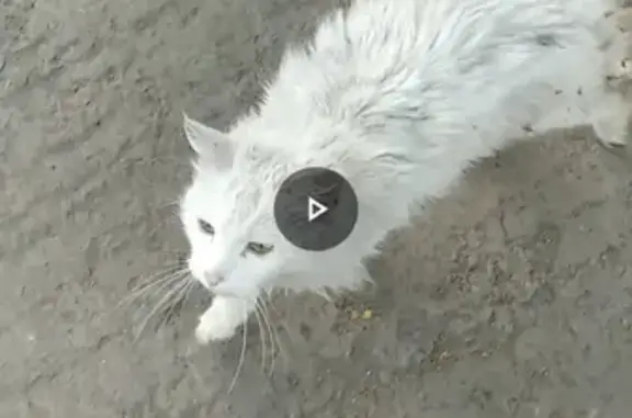 Пропала кошка в Ульяновске