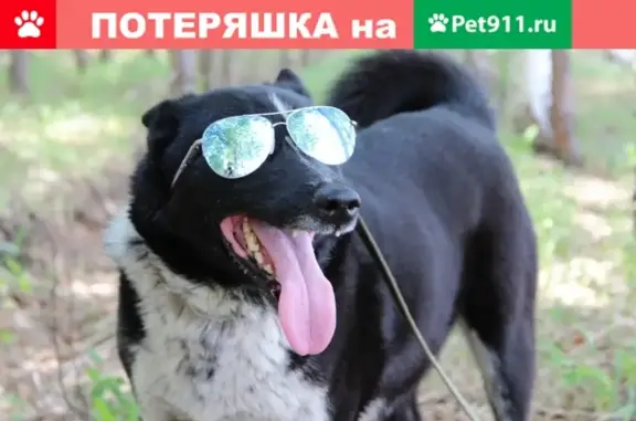 Собаки потеряшки, Большая Каменка, фото: Потеряшка собака в Большой Каменке!