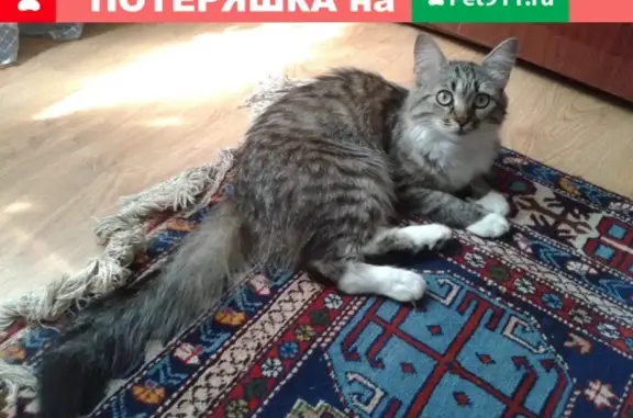 Найдена домашняя кошка Муся в Ростове, ищет хозяев.