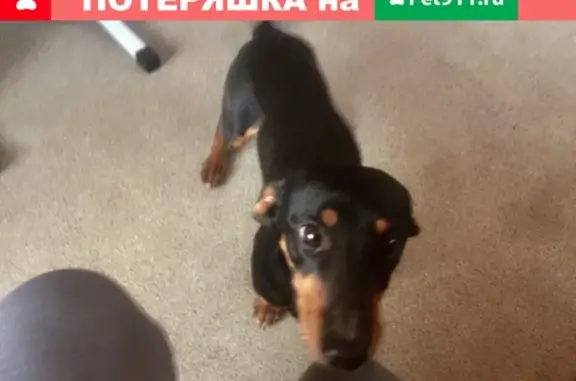 Собаки потеряшки, Юг, фото: Потеряшка собака Стёпа. Такса. Помогите найти!