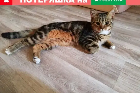 Пропал кот в селе Кинель-Черкассы