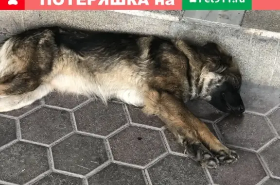Собака найдена на ул. Кулакова, д.20/1, БЦ Орбита, Москва