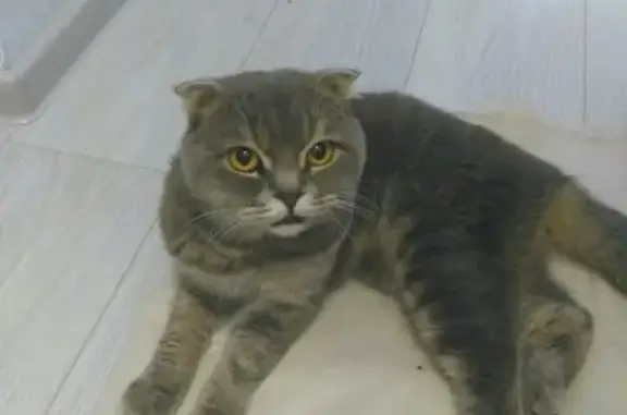 Найден кот скоттиш фолд с травмой в Сочи, нужна помощь