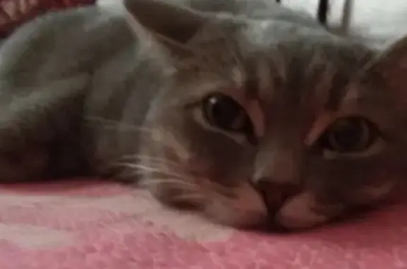 Кошки потеряшки, Тамбов, фото: Потеряшка кошка в Тамбове: Полынковская 65