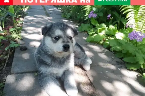 Найден щенок в Октябрьском мкр. ищем хозяев