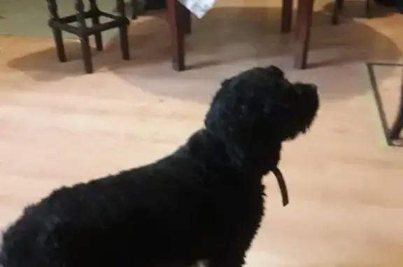 Найден пёс в Барнауле, похож на кокер спаньеля.