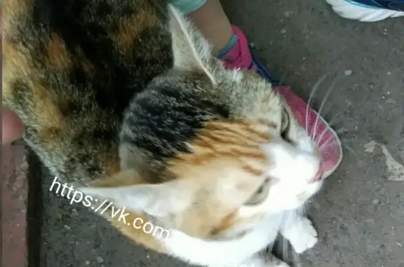 Найдена кошка на ул. Ростовская, Саратов