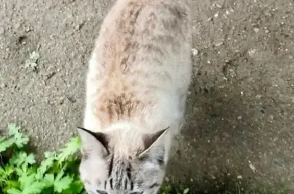 Найдена домашняя кошка в Биробиджане