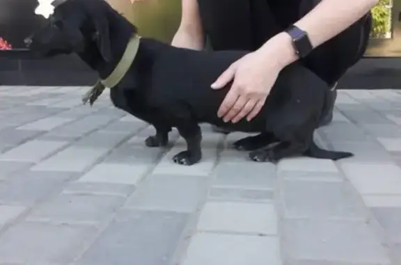 Собака найдена в Пятигорске!