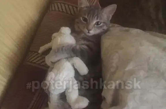 Кошки потеряшки, Новосибирск, фото: Потеряшка кошка на Вилюйской!