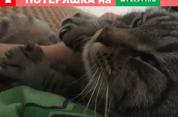 Пропала кошка Барсик, ул. Горбатова, д.1, Брянск