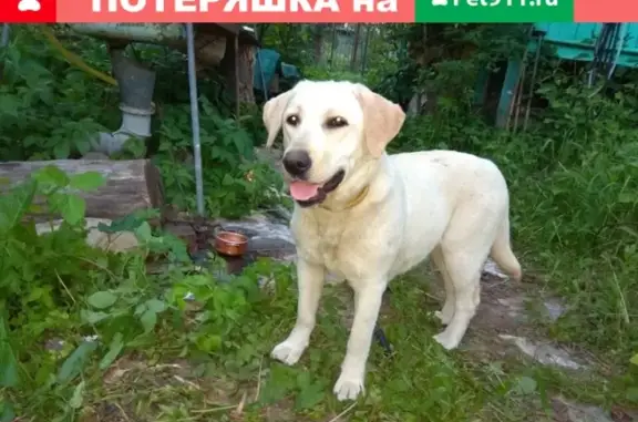 Найдена собака в Калужской обл., Малоярославецкий район, близ жд.ст. Муратовка