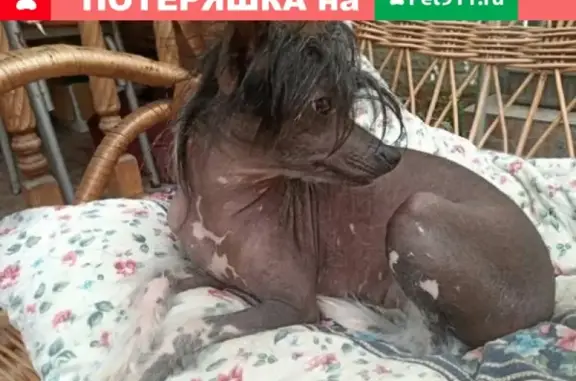 Пропала китайская хохлатая собака возле Днепровского рынка, вознаграждение 20 тыс. руб.