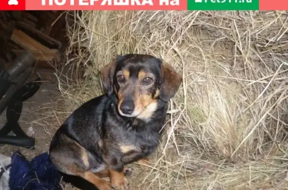Пропала собака в Усть-Илимске 28.05.19.