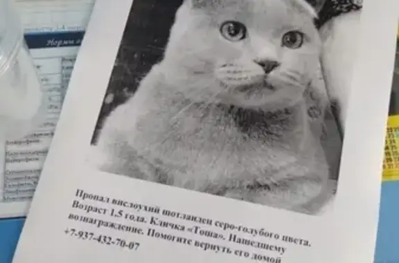 Пропала кошка на улице Чкалова в Кузнецке