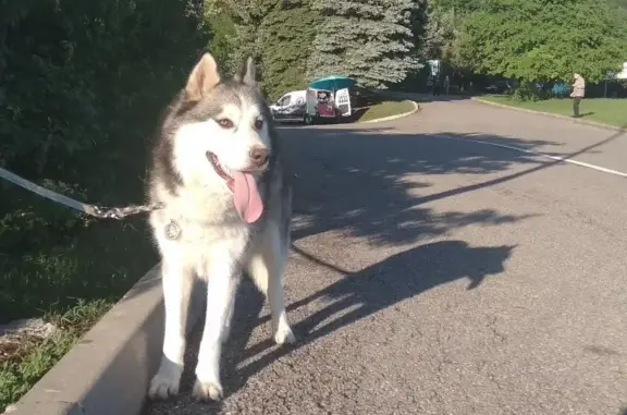 Пропала собака породы сибирский хаски на улице Пальмиро Тольятти 57