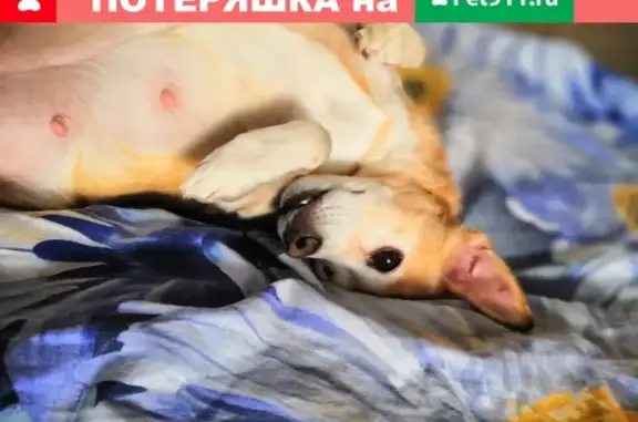 Пропала собака Лада в поселке Усинском, Кемеровская область